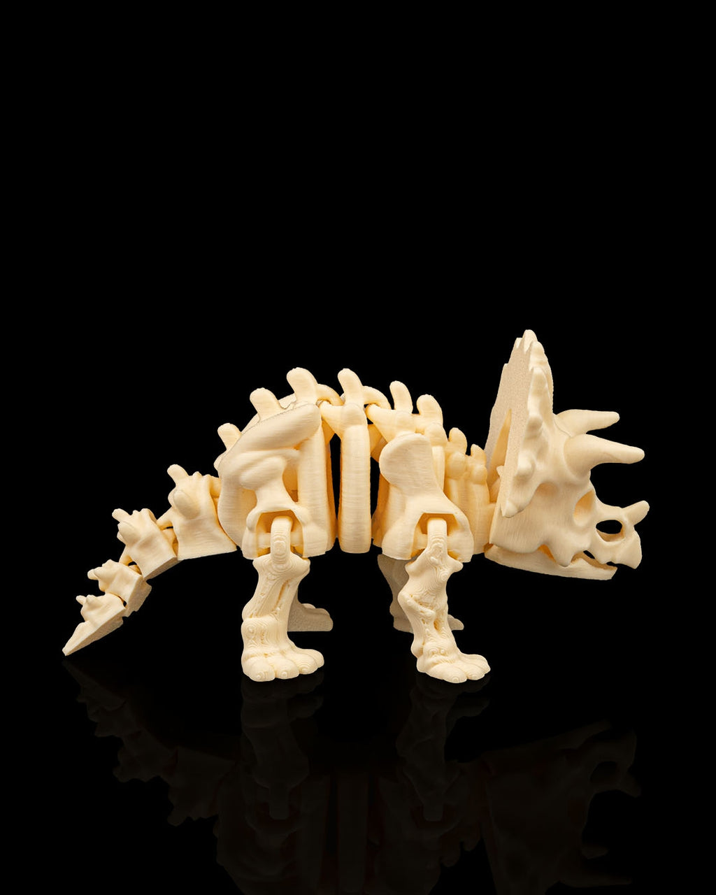 Triceratops